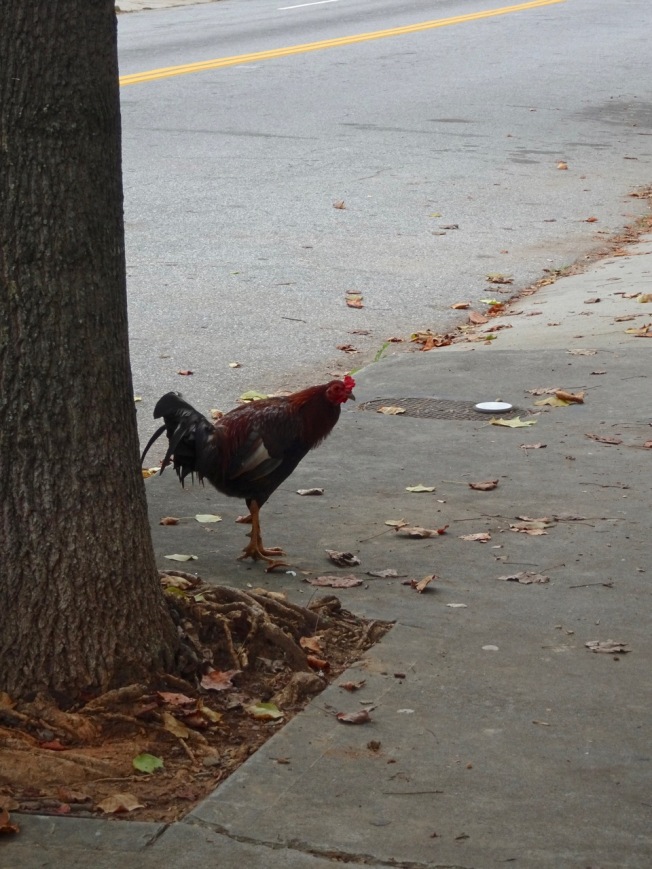 Chicken in the road; Castleberry Hill